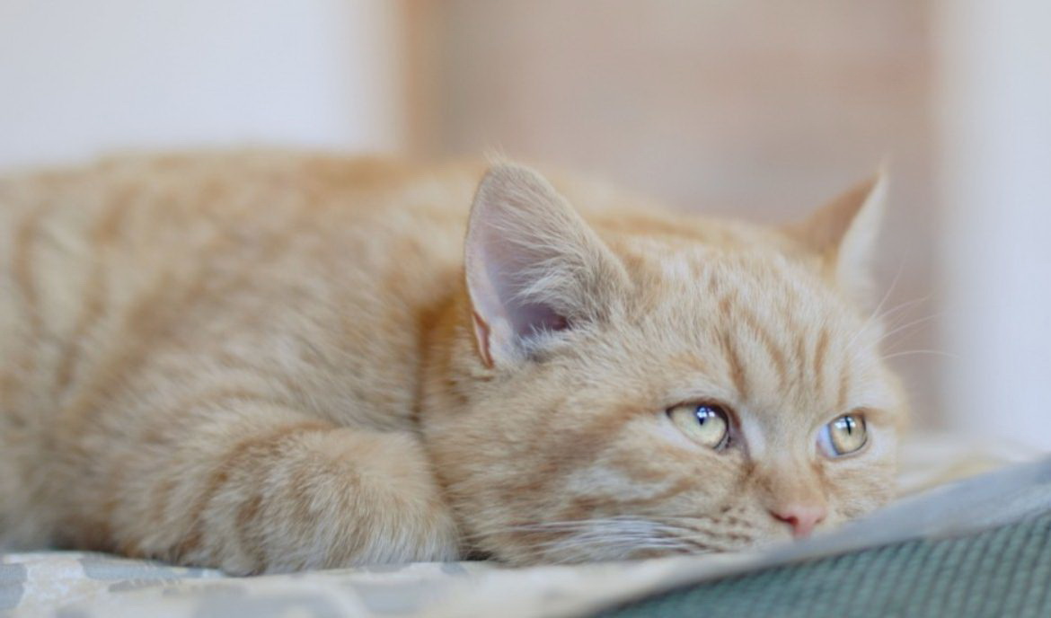 Darmverschluss bei der Katze rechtzeitig erkennen und